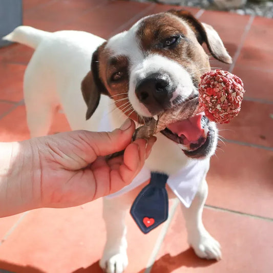 Hund kaut auf Kabeljau- und Puten-Lollipop Snack