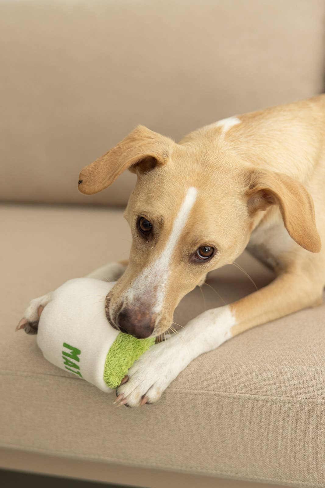 Plüsch-Matcha-Tasse für Hunde handgefertigt