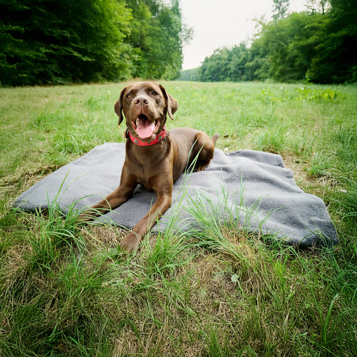 LABONI Hundedecke Bouclé "TEDDY"