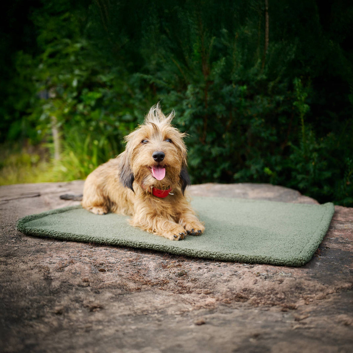 LABONI Hundedecke Bouclé "TEDDY"