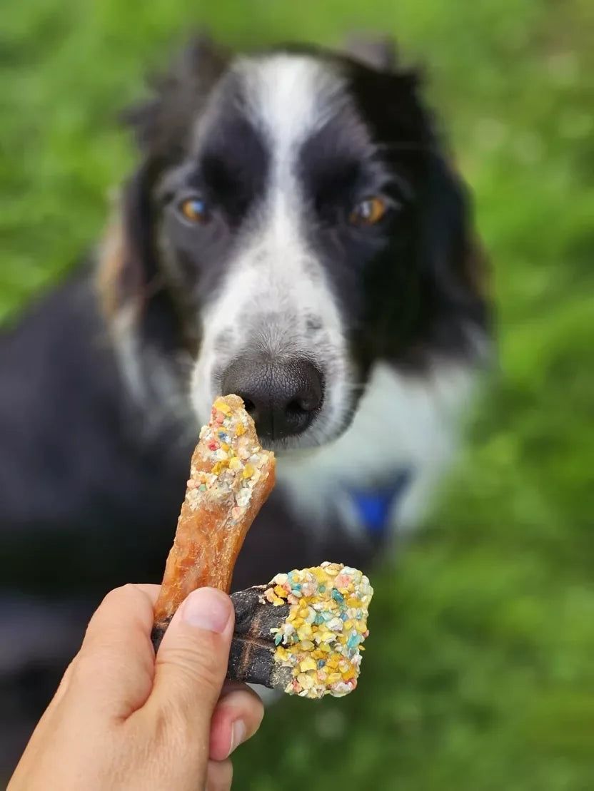 Candy Crush Hundesnack im Einsatz – natürlicher Kausnack zur Beschäftigung und Zahnpflege