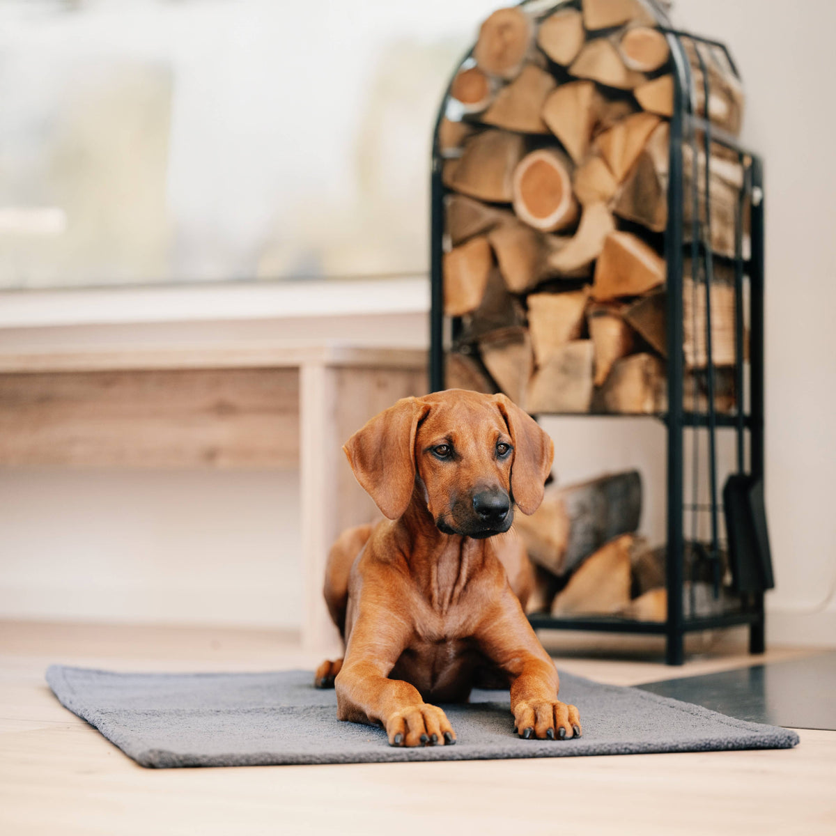 LABONI Hundedecke Bouclé "TEDDY"