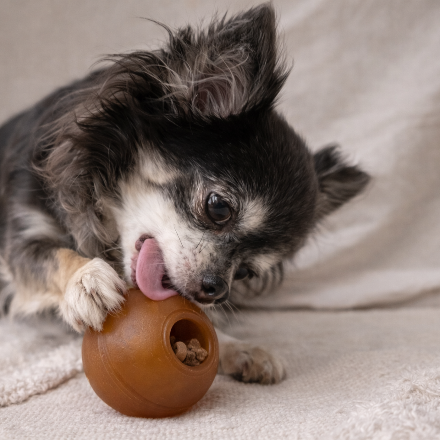Hund mit Naturkautschukball