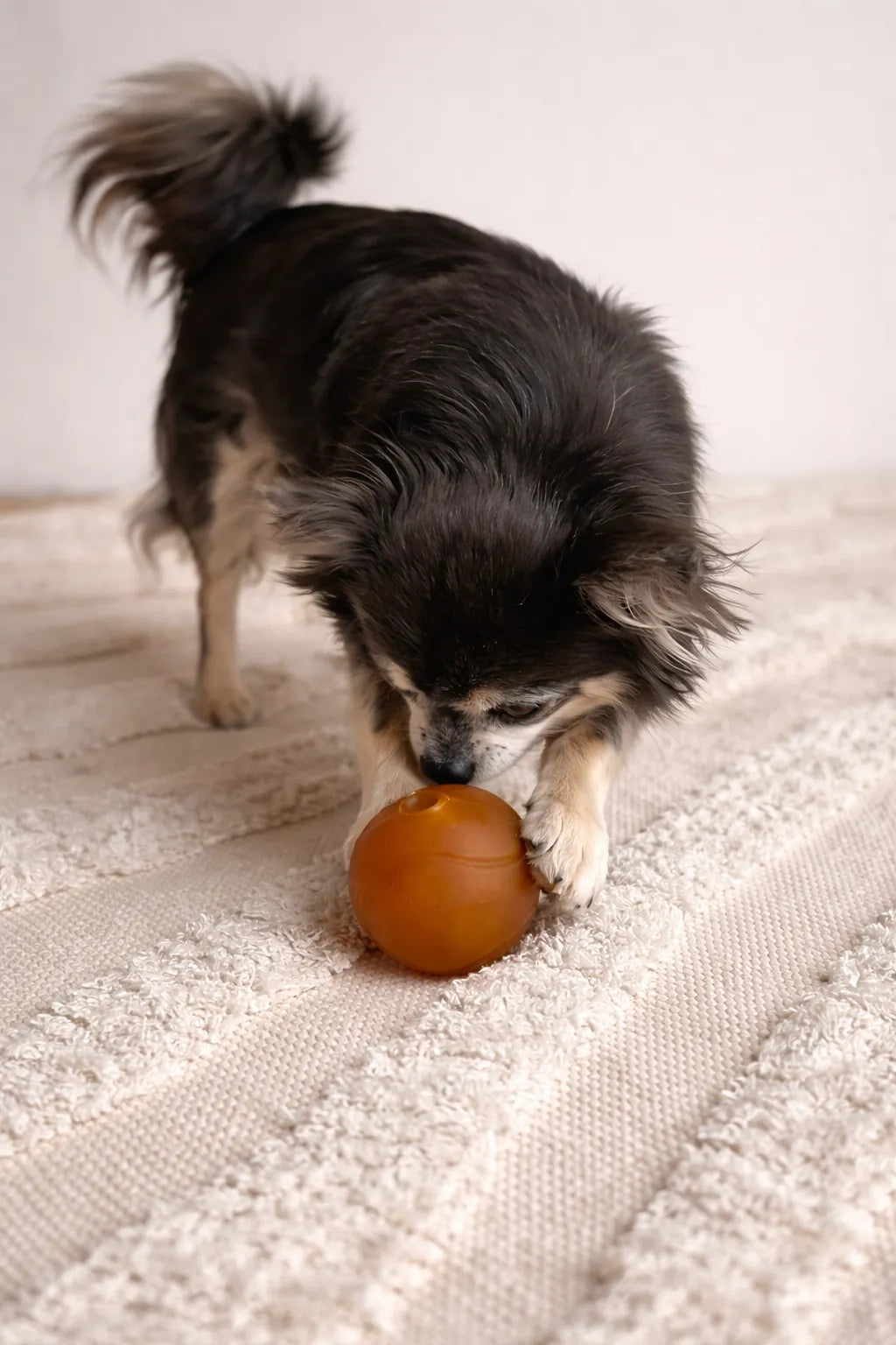 Hund beschäftigt sich mit befüllbarem Ball und sucht aktiv nach Snacks